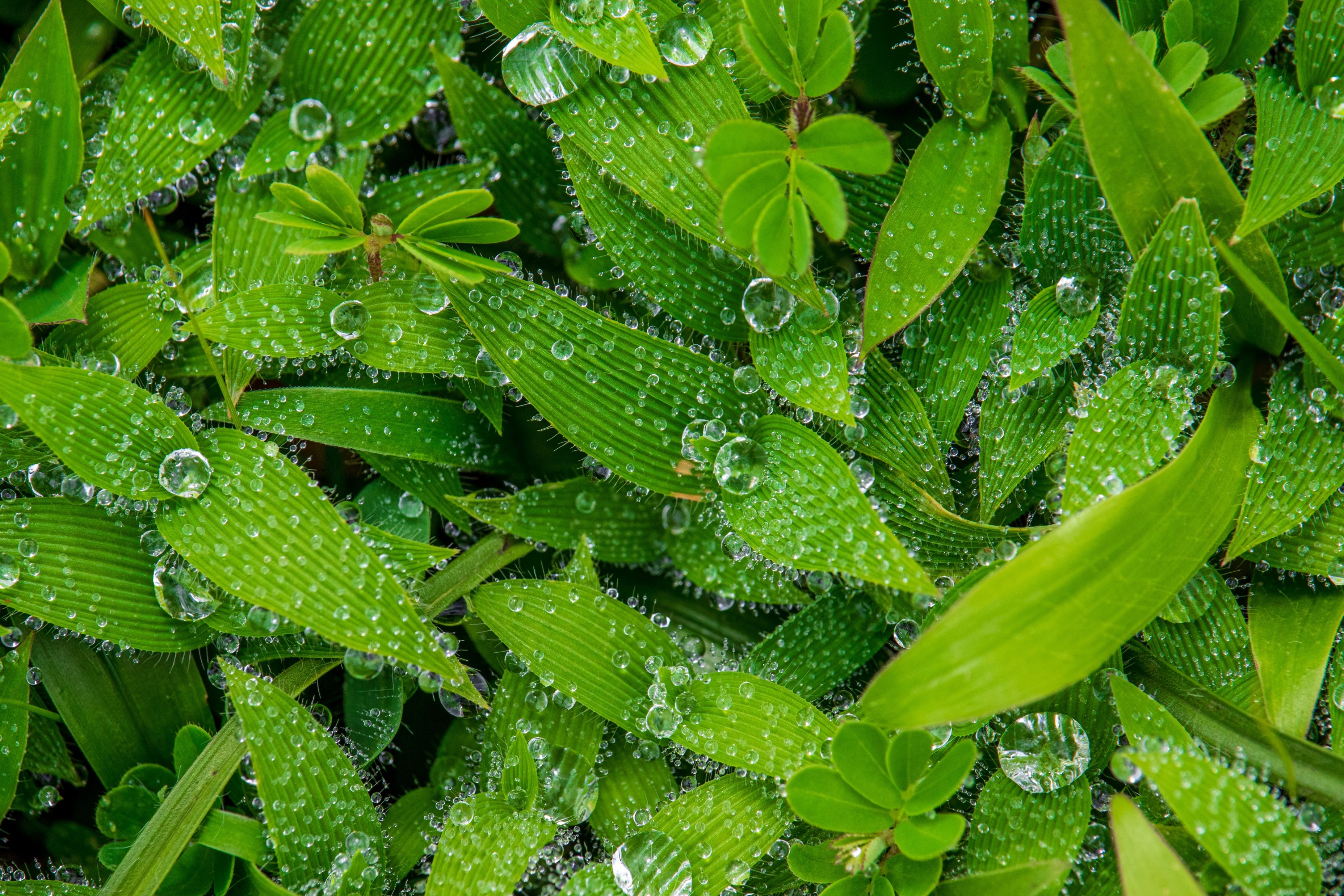 Qualitative Methods for Conservation - course