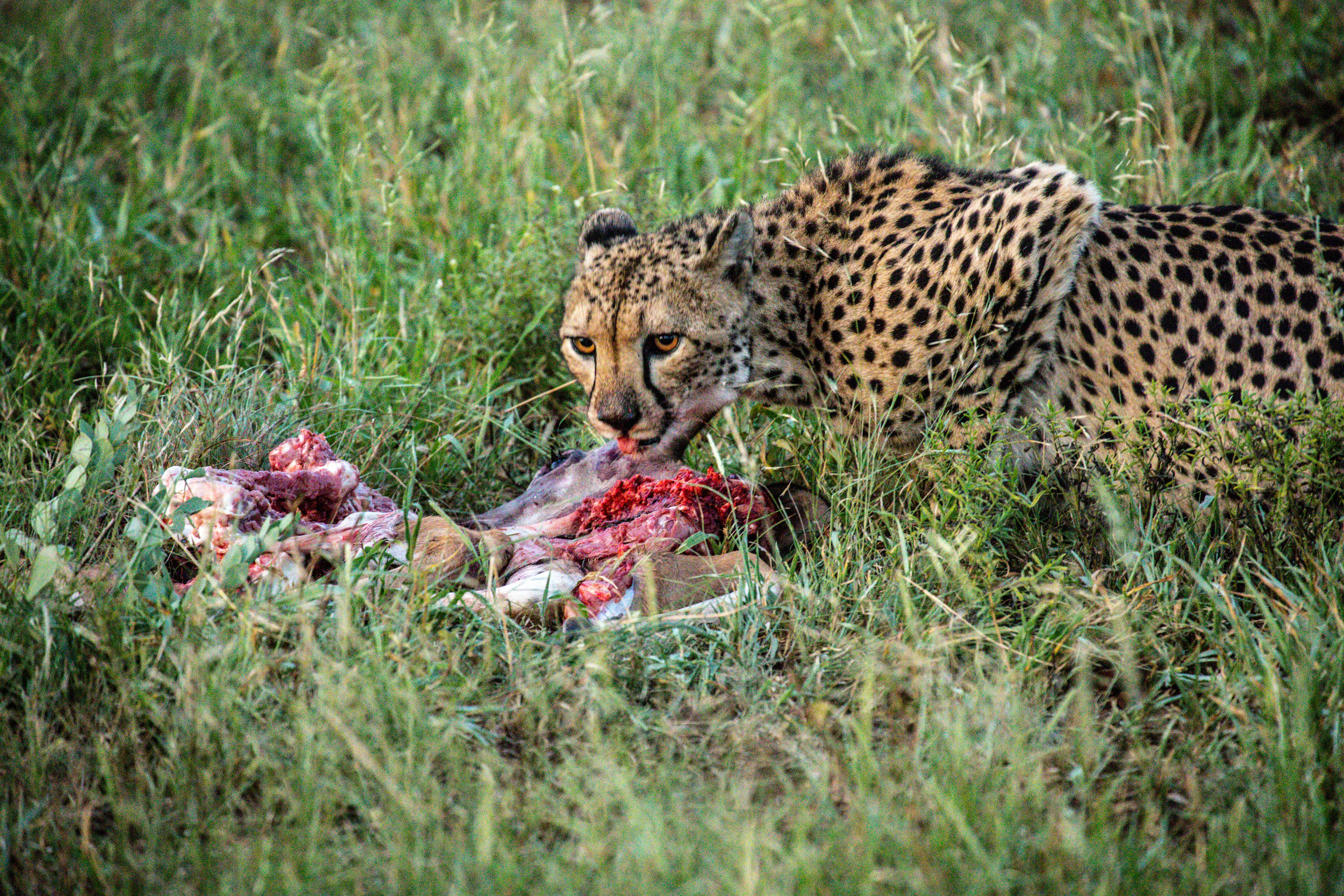 The Return of Predators: An Interview with Osvaldo Abrao on Revitalizing Zinave National Park