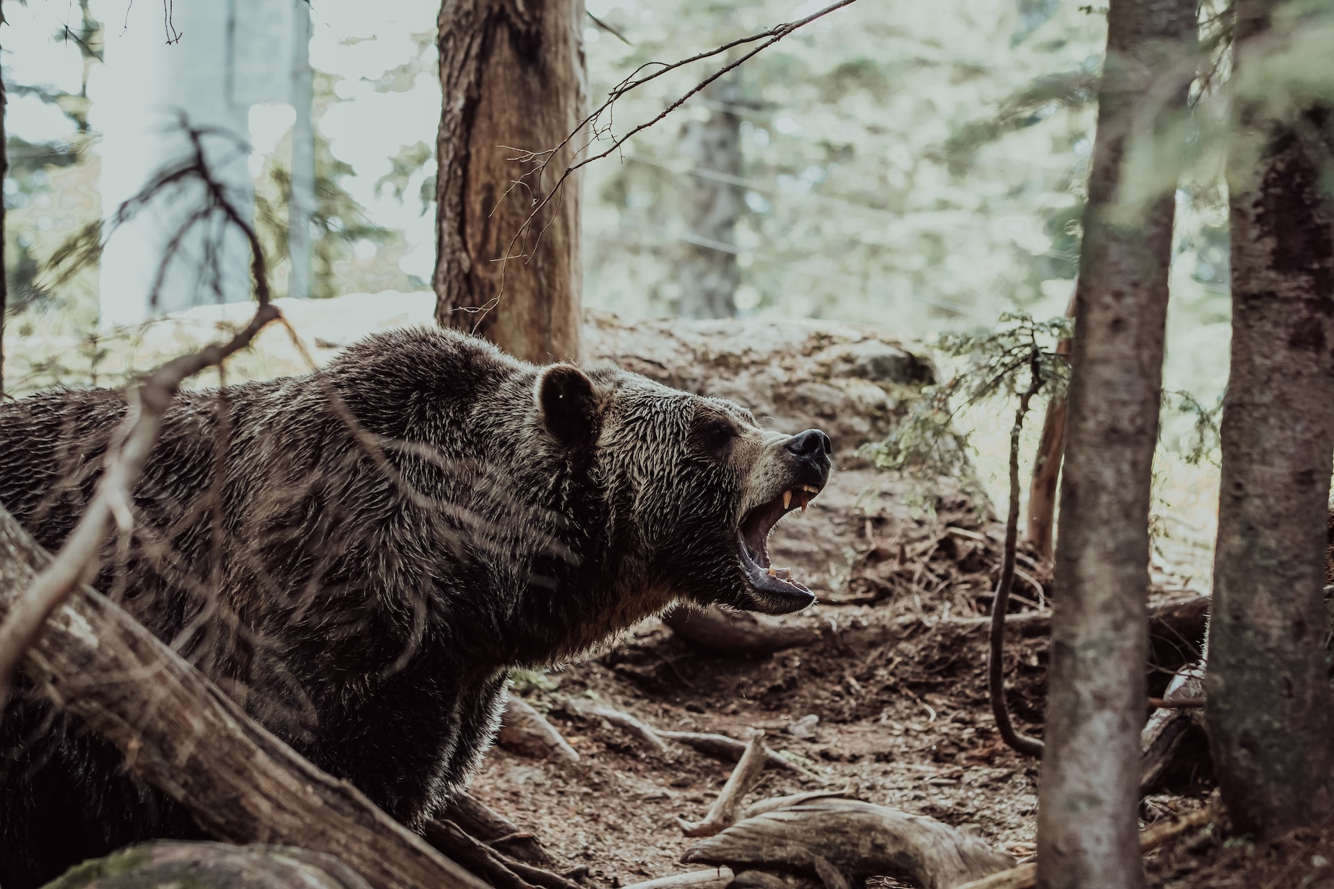 WildHub