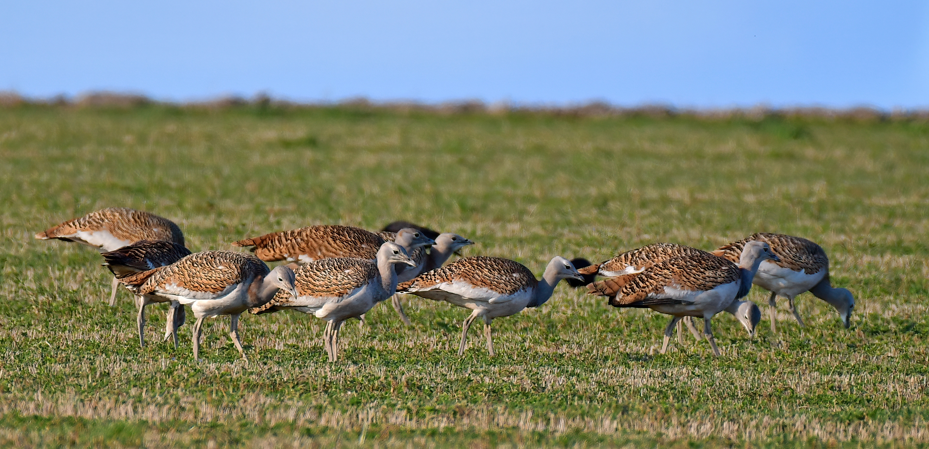  Restore Our Planet Podcast #39 Bringing home the Great Bustard. David Waters 