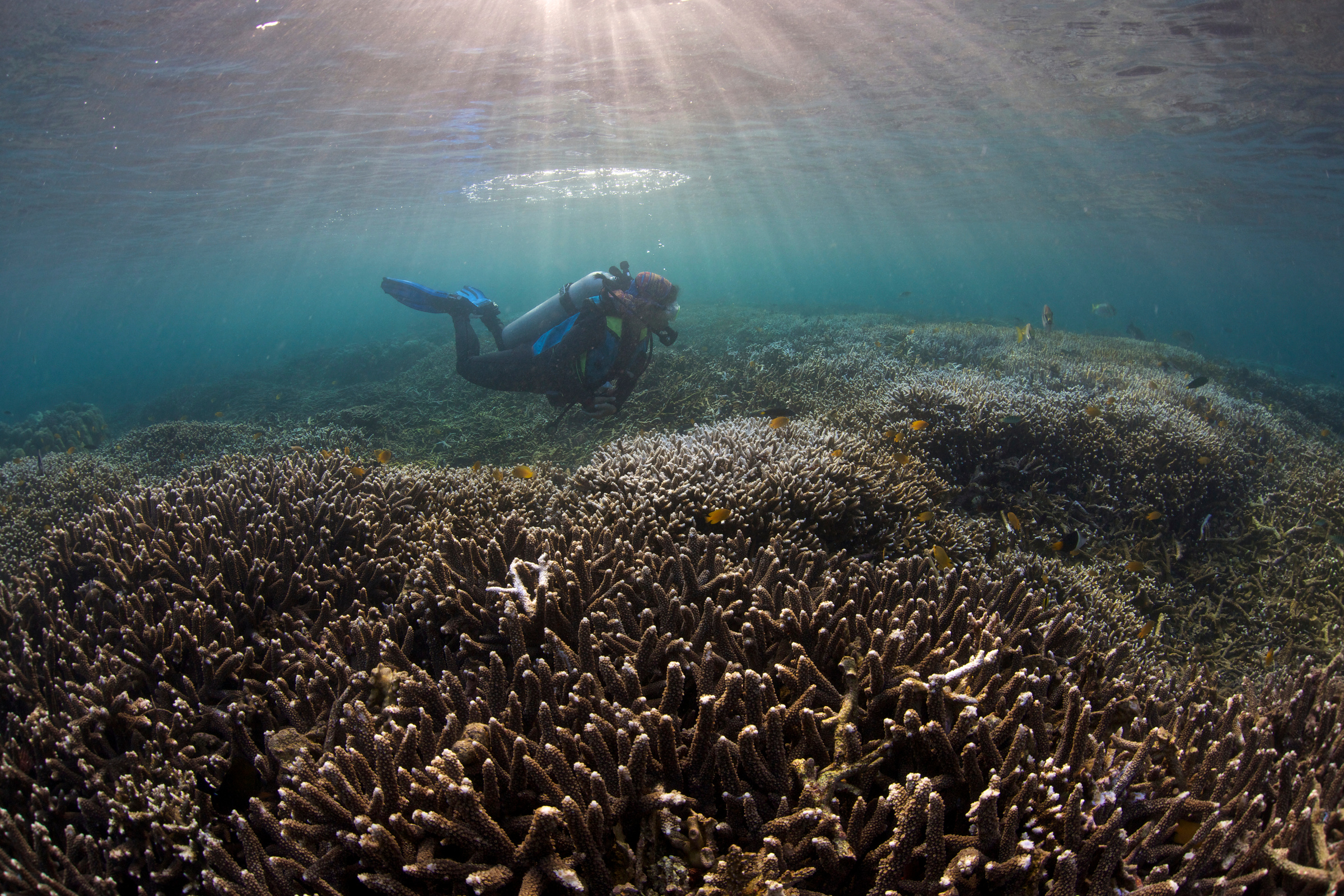 This Friday - Anna and the Thresher Shark - Free Film Screening and Live Q and A 