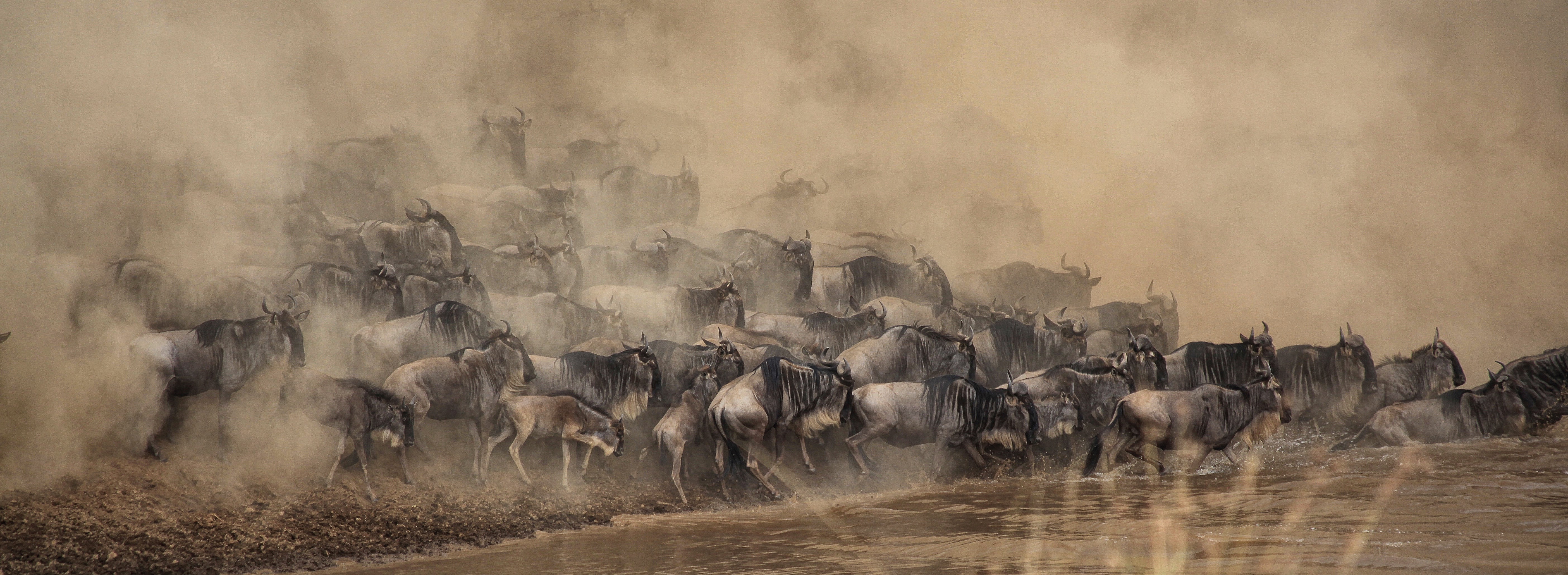 Project Management for Wildlife Conservation