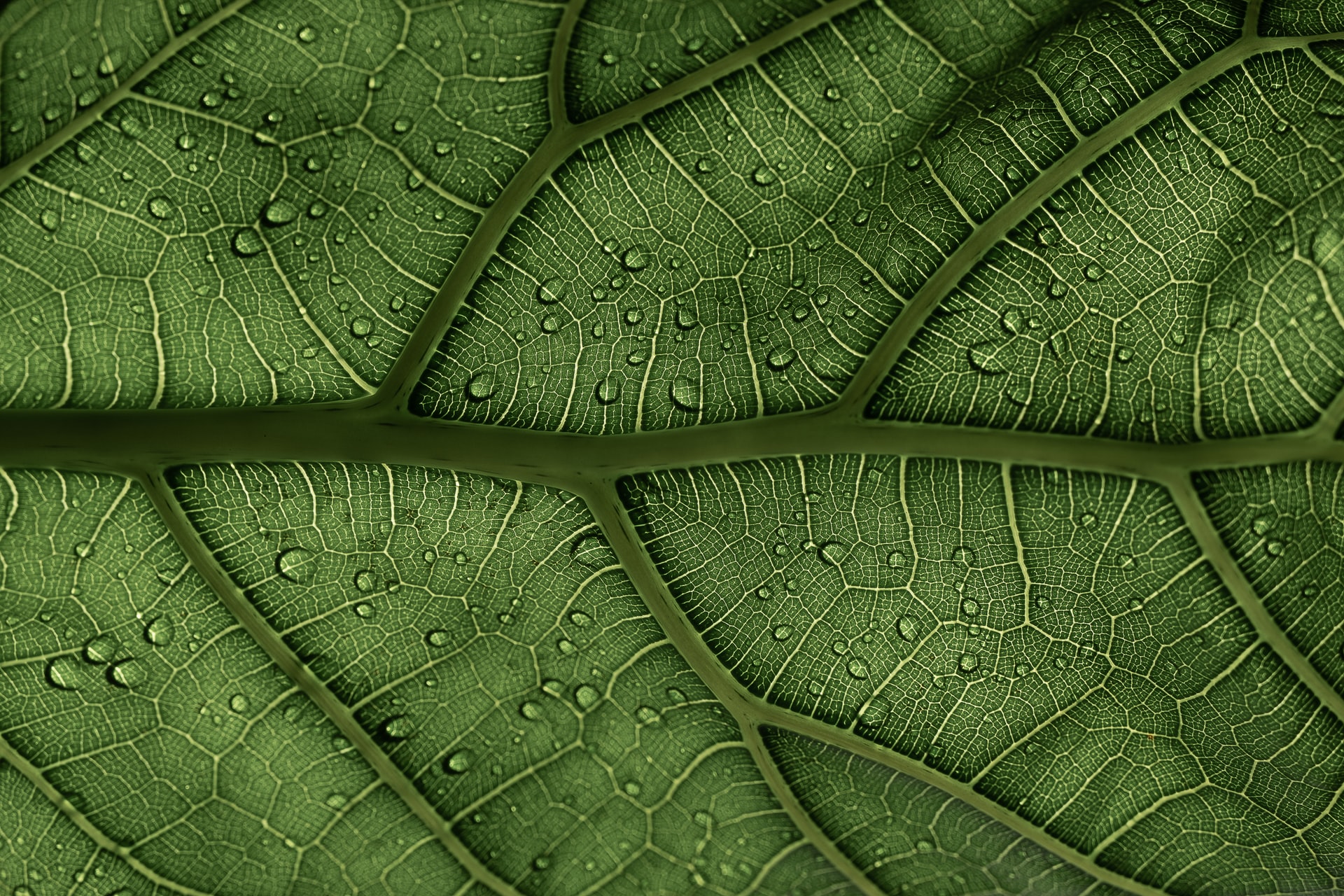 How to become a botanist