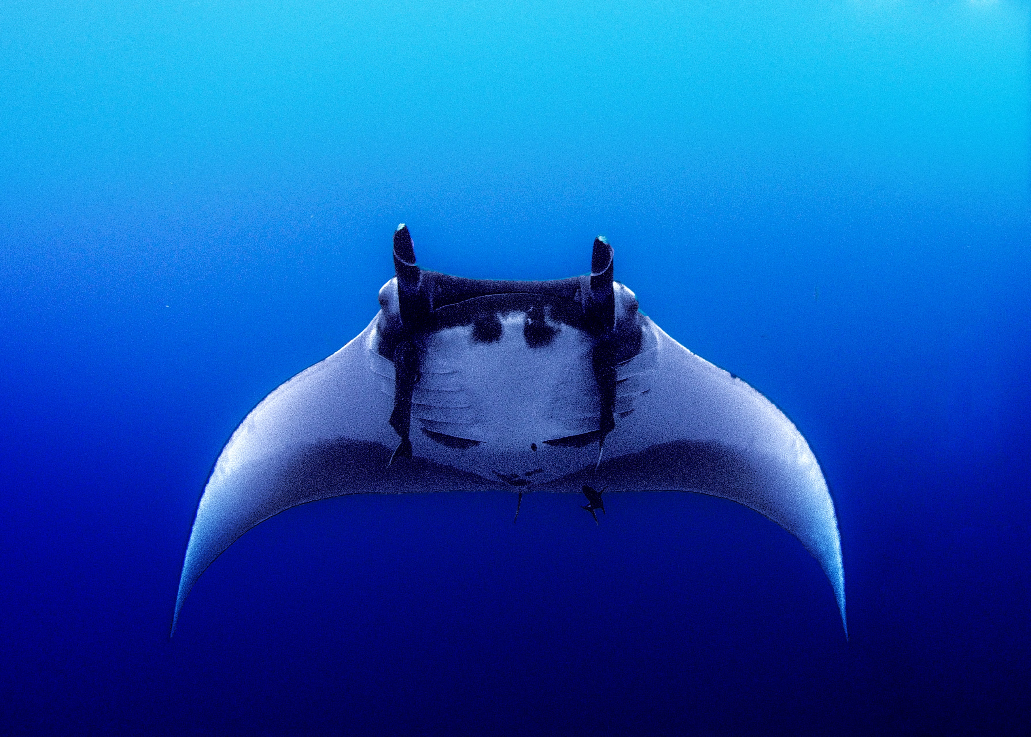 Job opportunity: Wildlife Conservation Network (WCN)