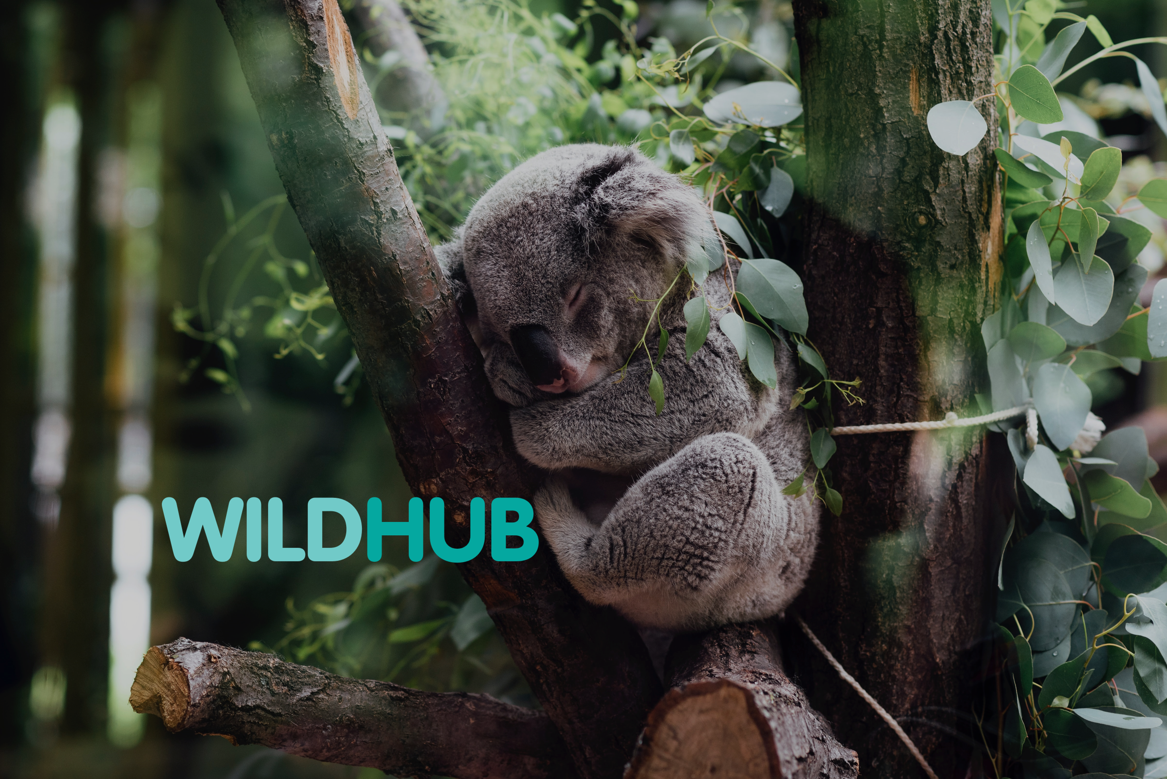 WildHub is great for networking!