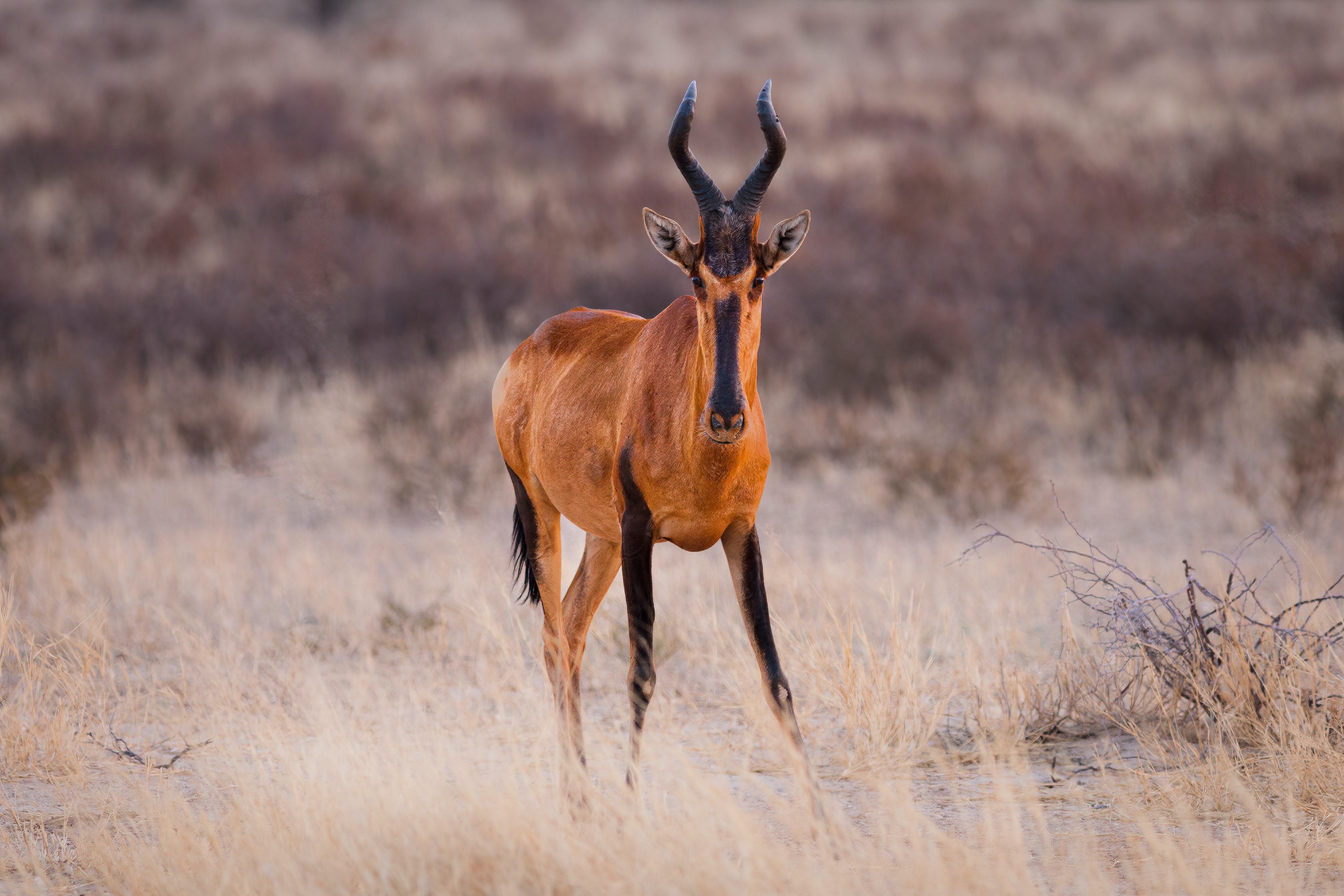Strategy Development for Wildlife Conservation May-June 2021