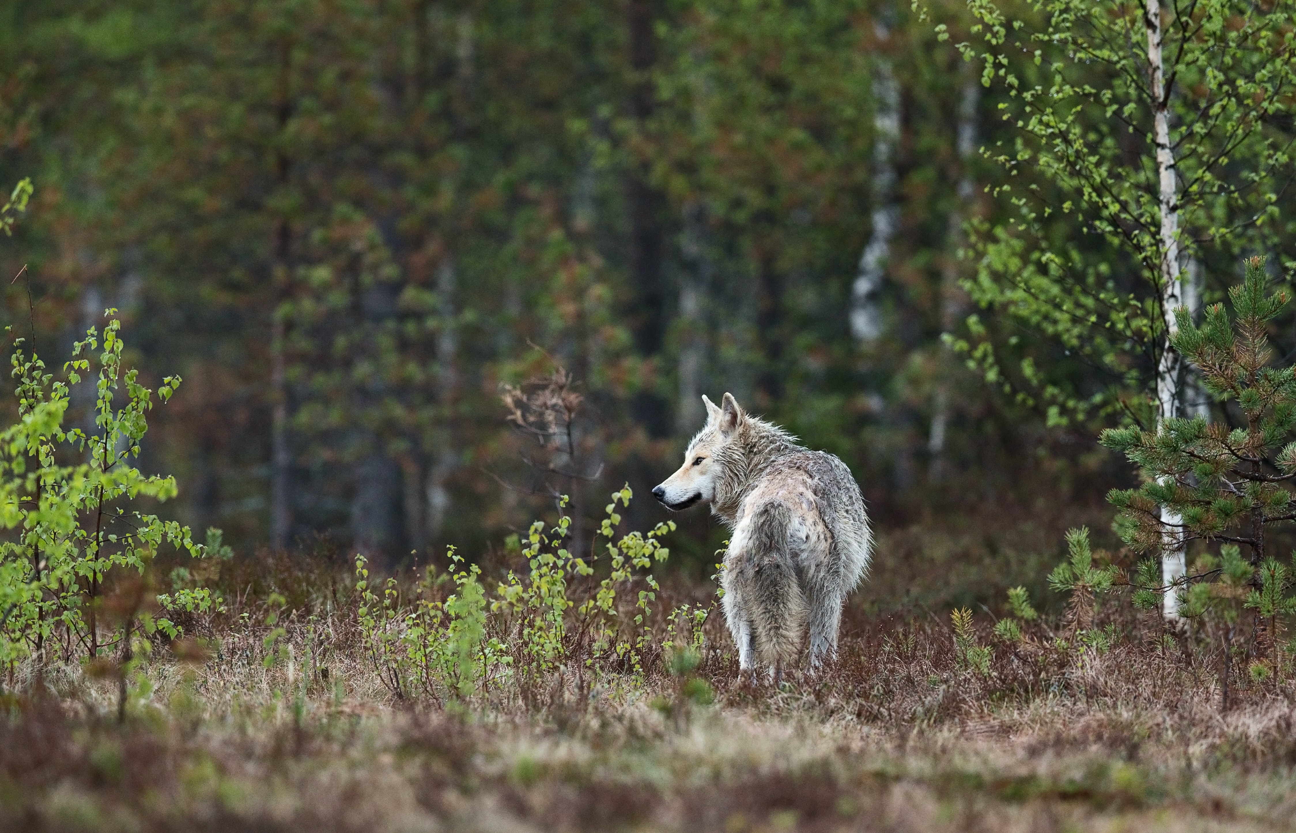 Wolves as Ecosystem Service (ES) Providers