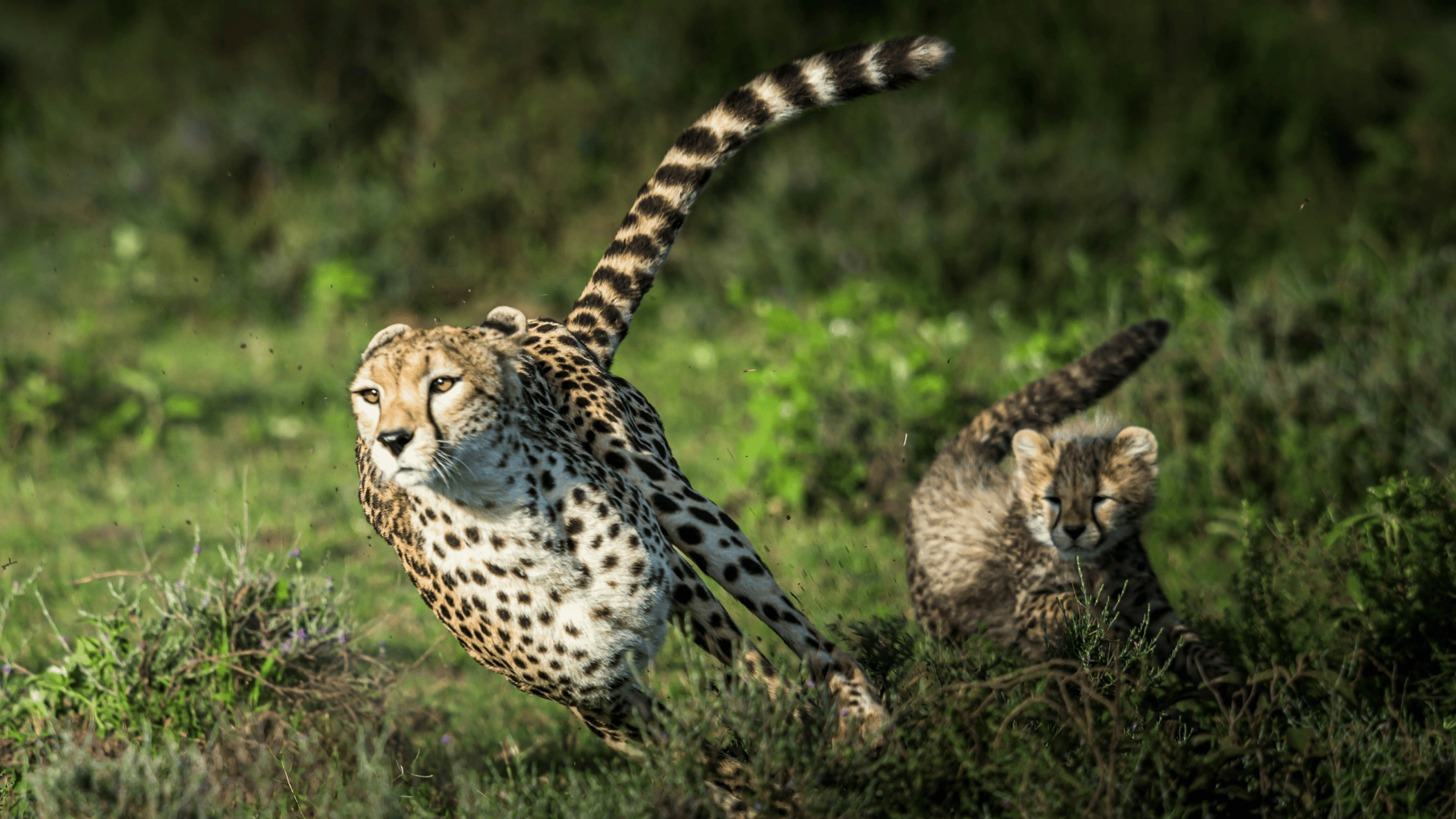 🎉 Start your Conservation Career in 2025 – 50% off ends soon!