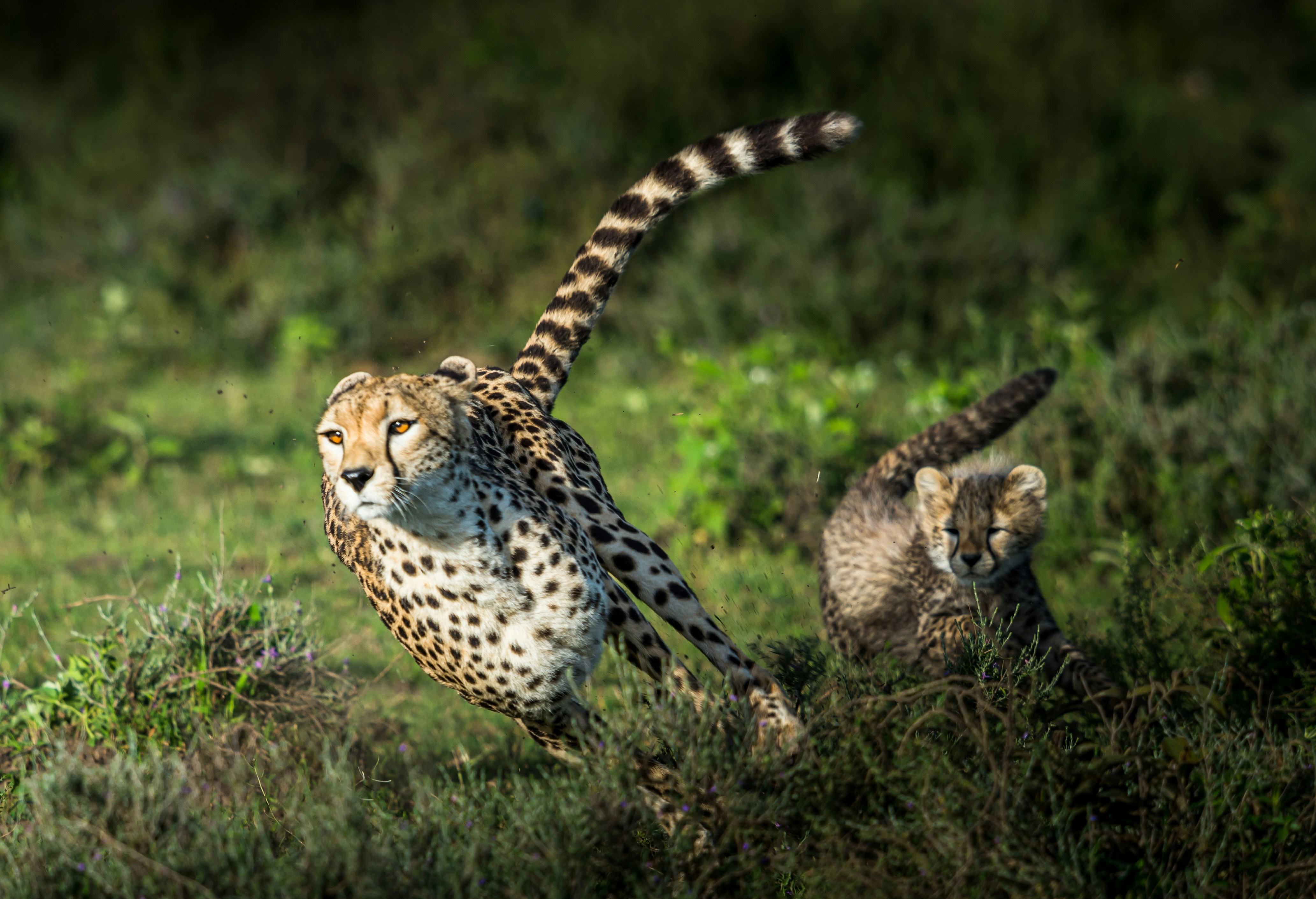 New open access learning hub for conservation professionals