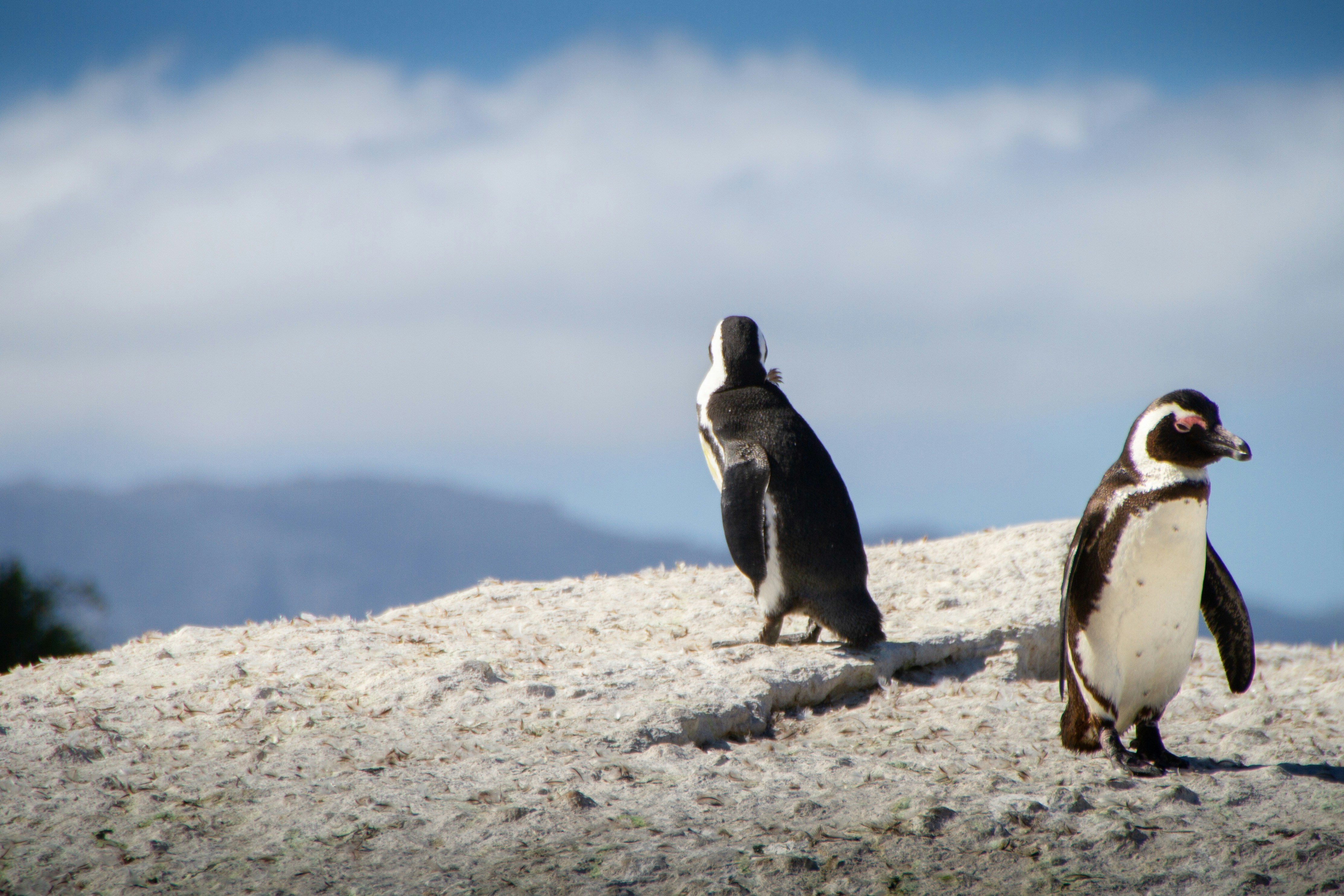 Monitoring and Evaluation for Wildlife Conservation