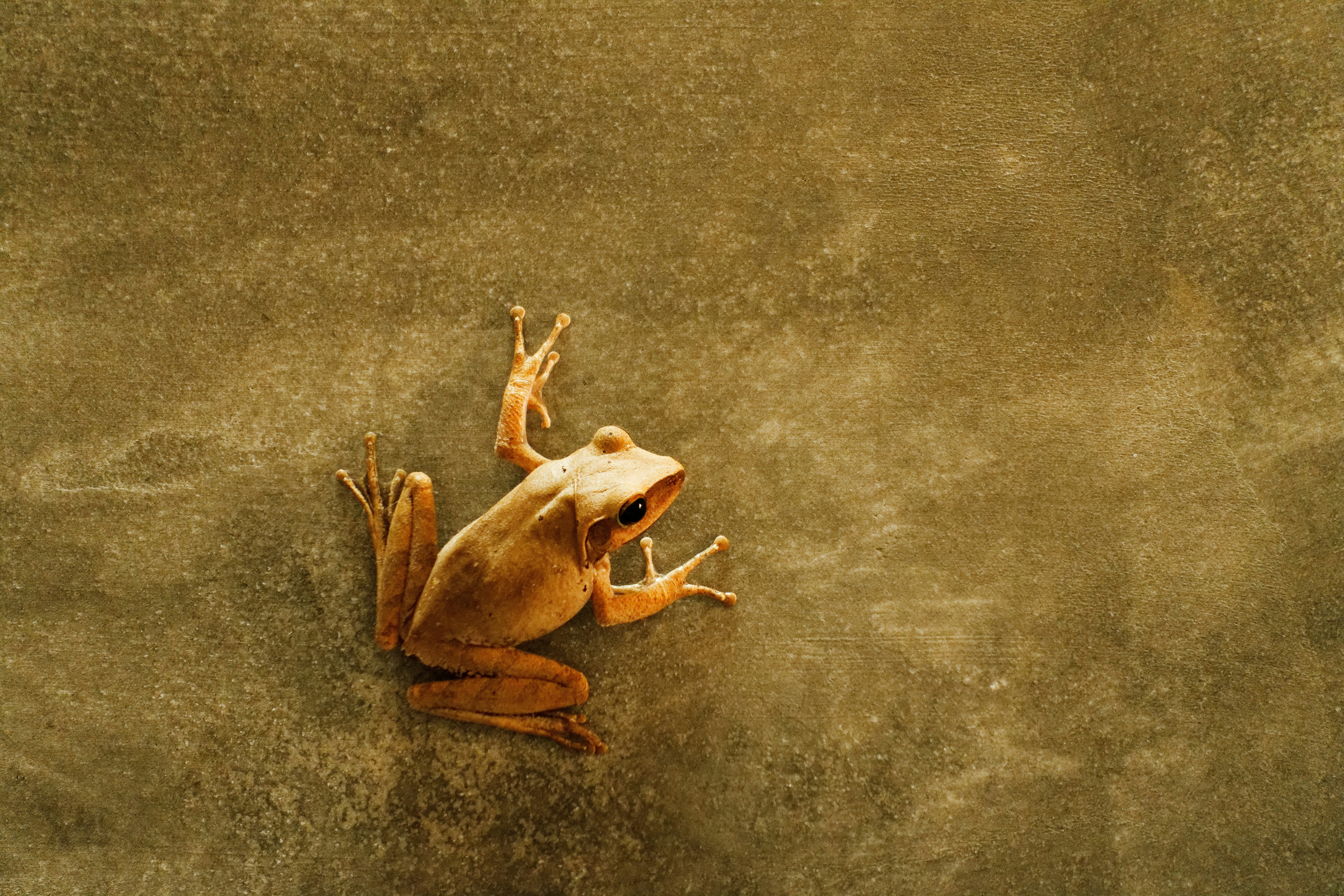 Búsqueda de voluntarios para SAVE THE FROGS! Buenos Aires (Argentina)