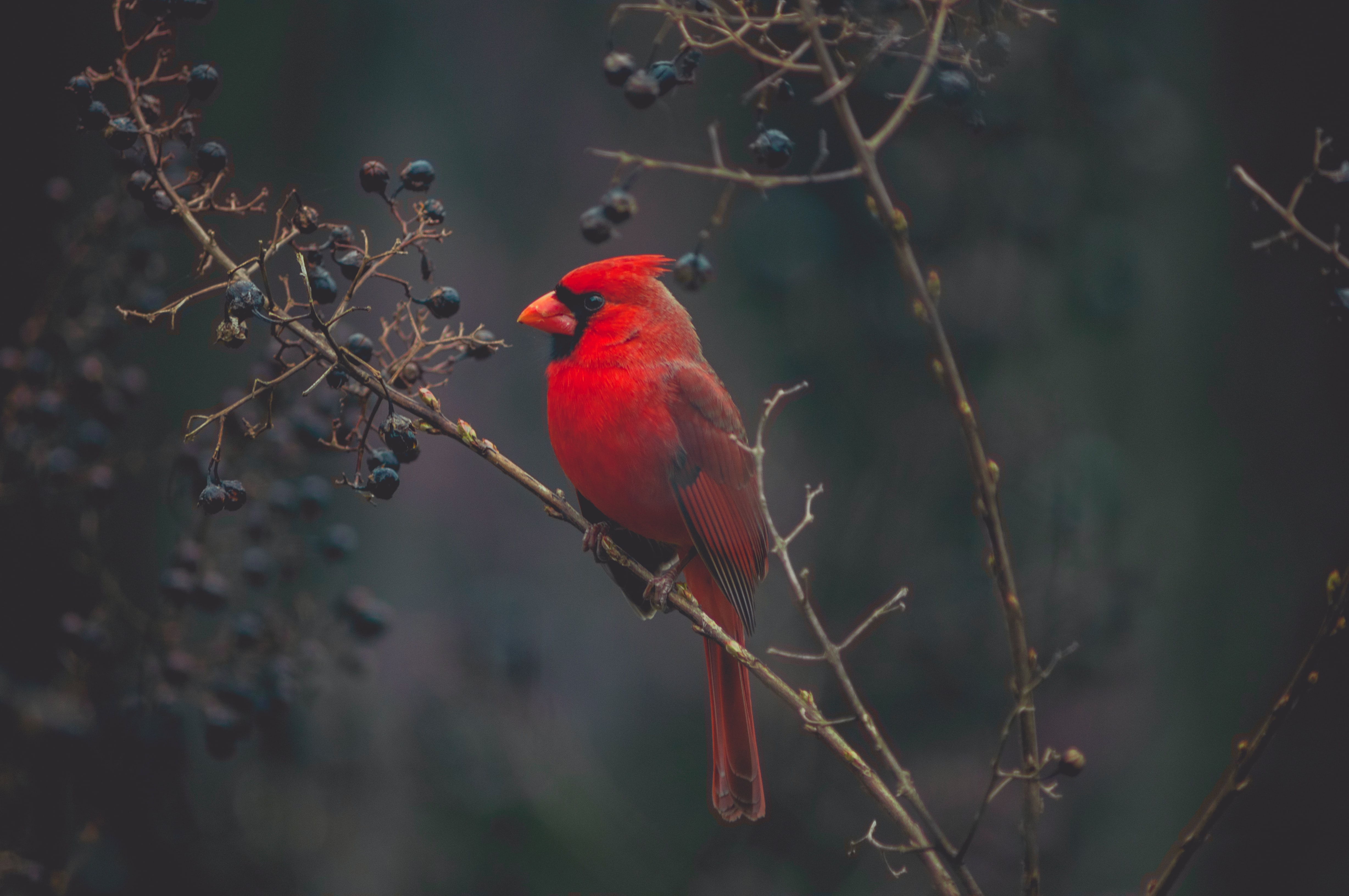 Project Management for Wildlife Conservation