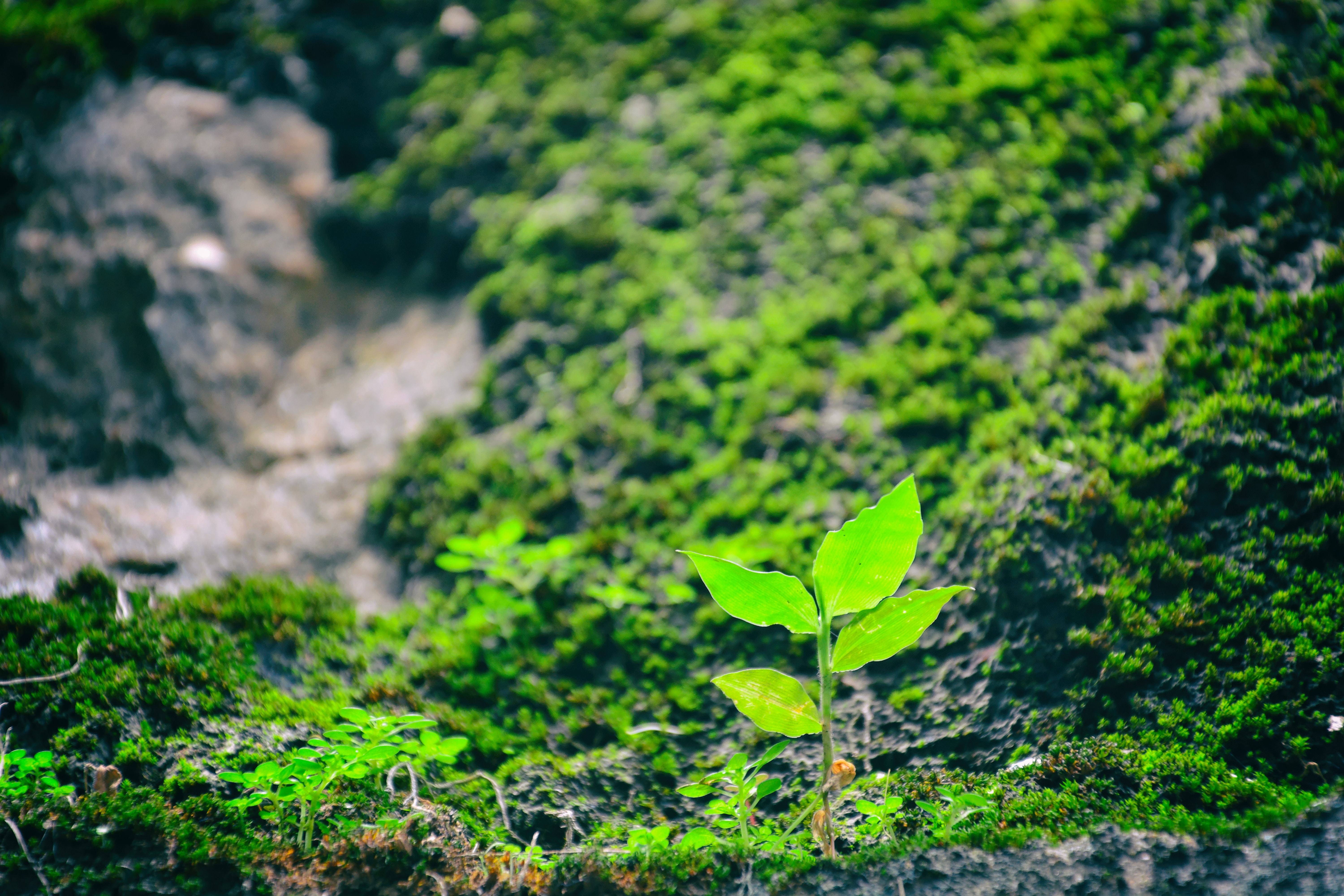 Procedure & challenges in creating a grassroots conservation organisation
