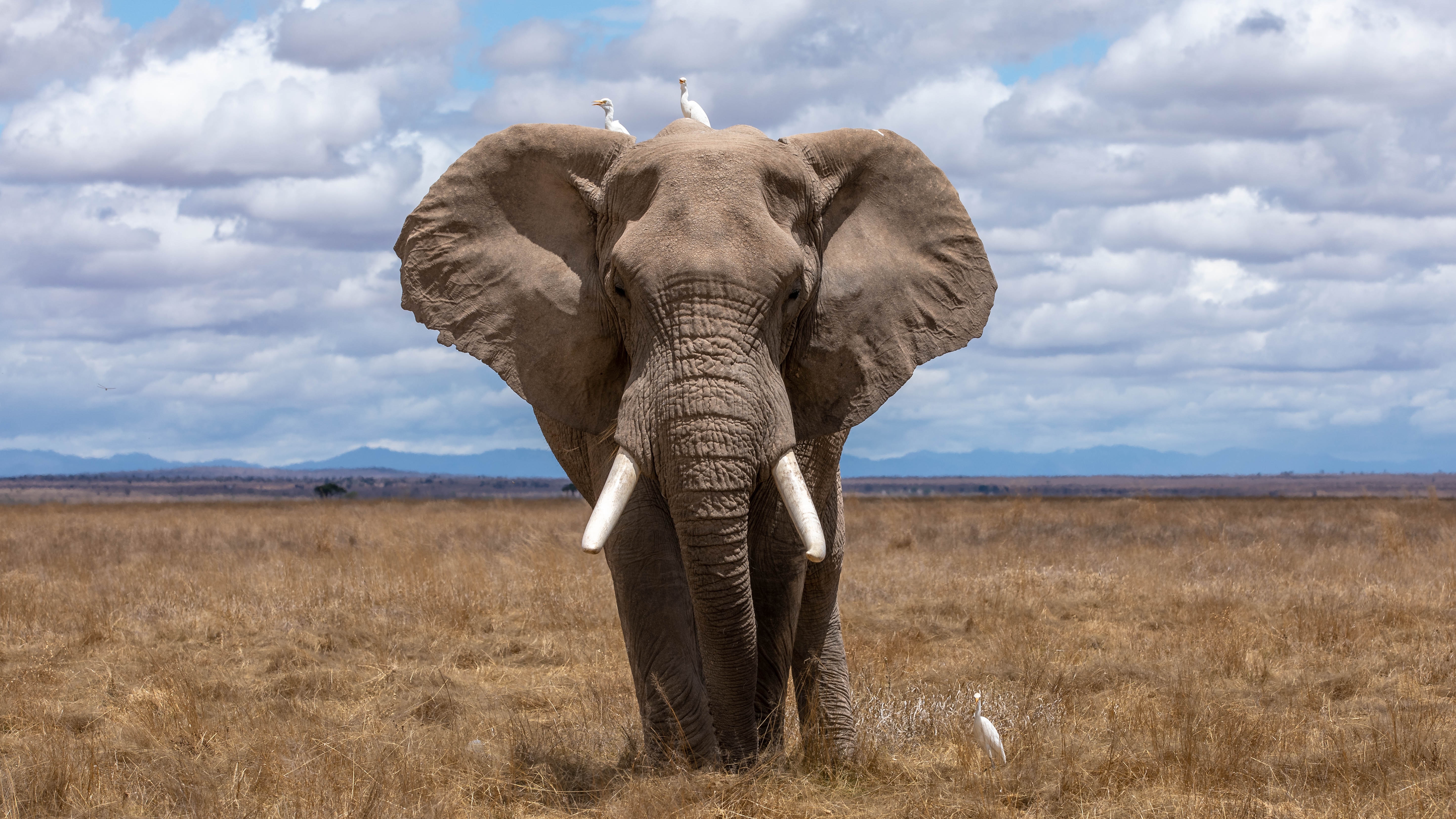Journey of the Elephants....