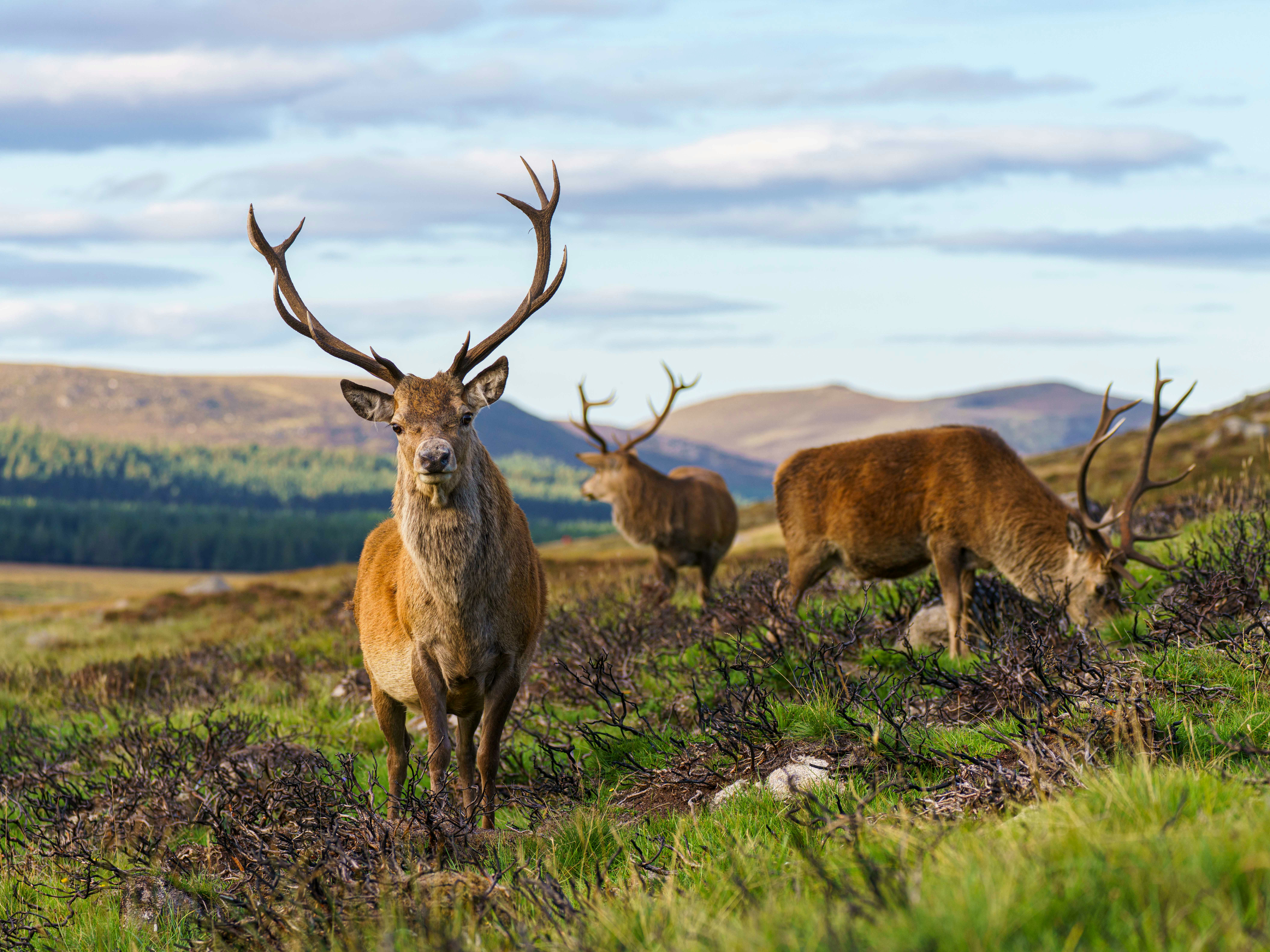 Rewilding podcasts & other resources 