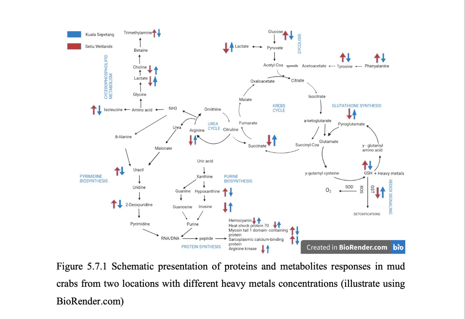 Ecotoxicological impact of heavy metals on wild mud crabs (Scylla olivacea) in Malaysia: An integrative approach of omics, molecular docking and human risk assessment