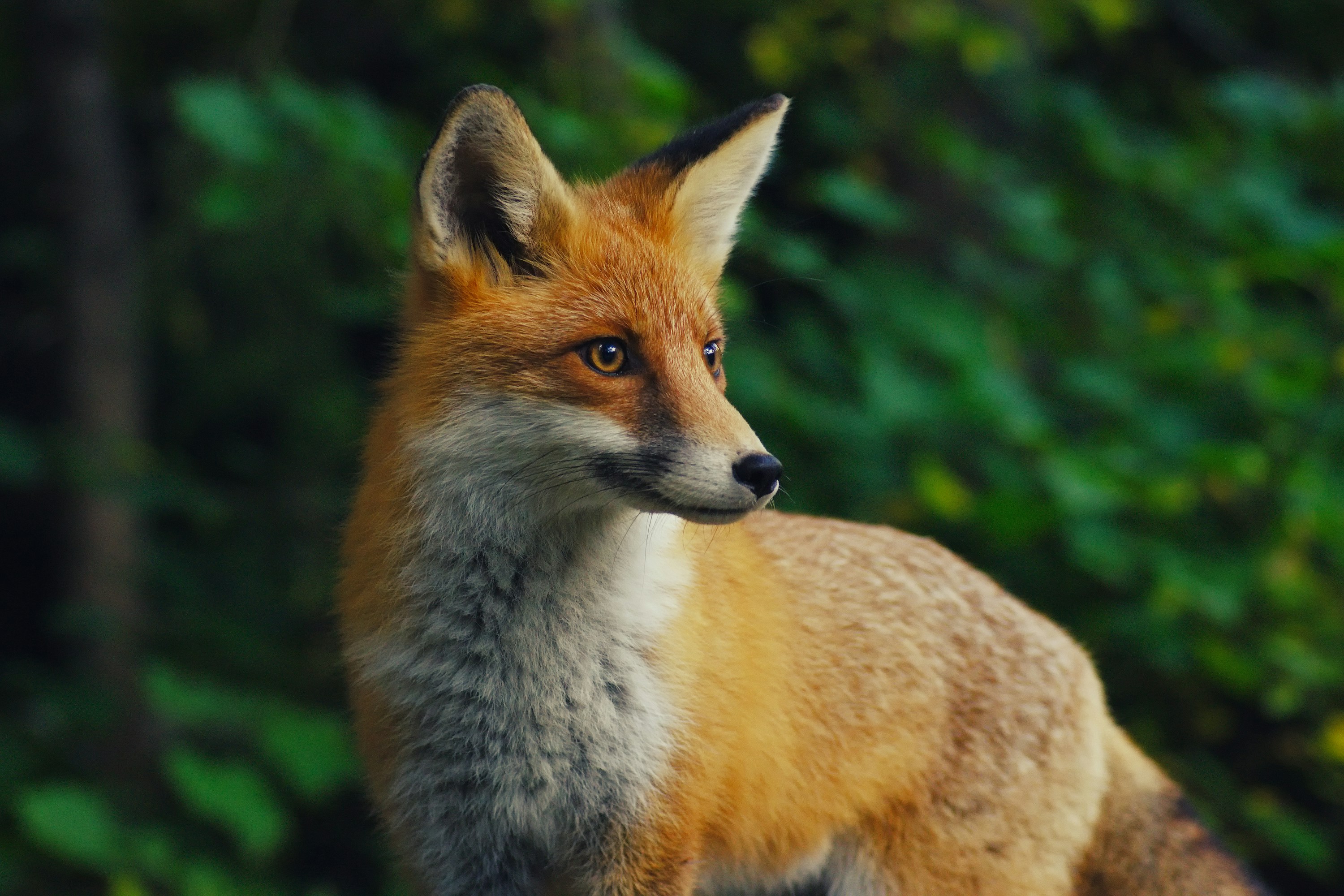 Job Opportunity with Rewilding Europe 