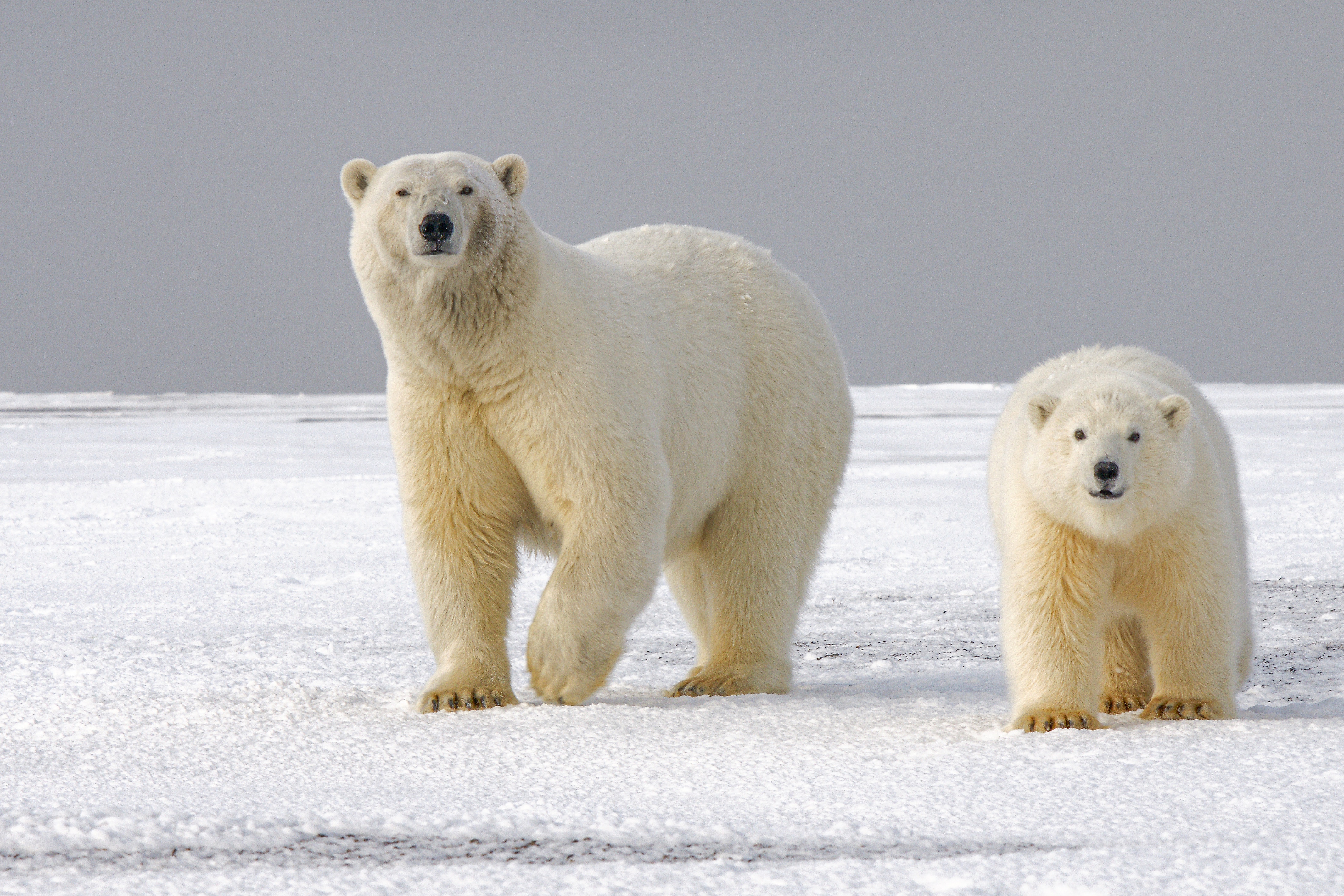 Project Management for Wildlife Conservation