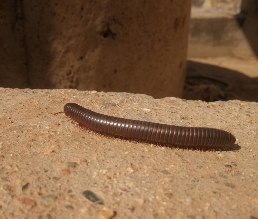 First Sudano-sahelian database of millipede in Cameroon 