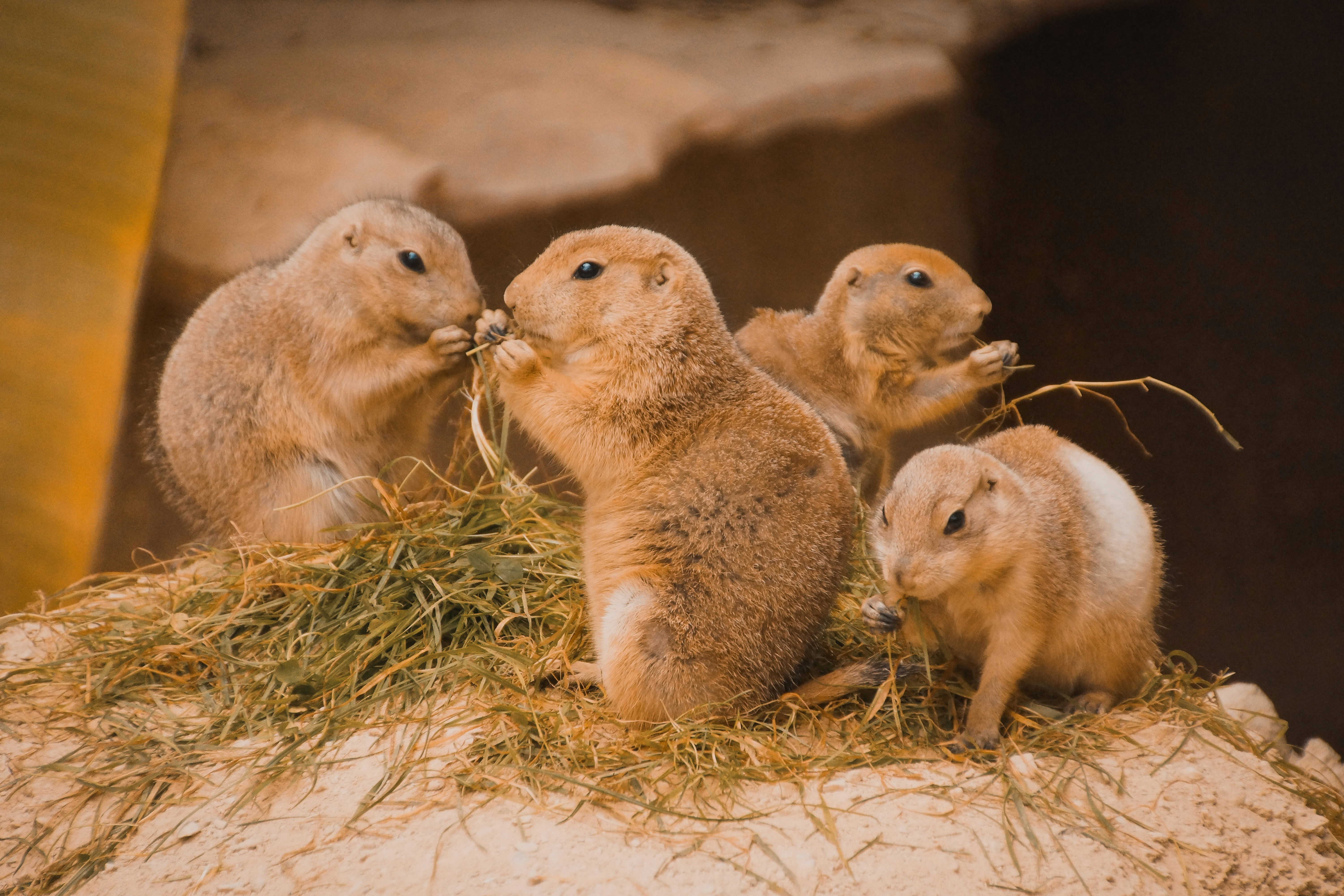 Monthly WildHub Social