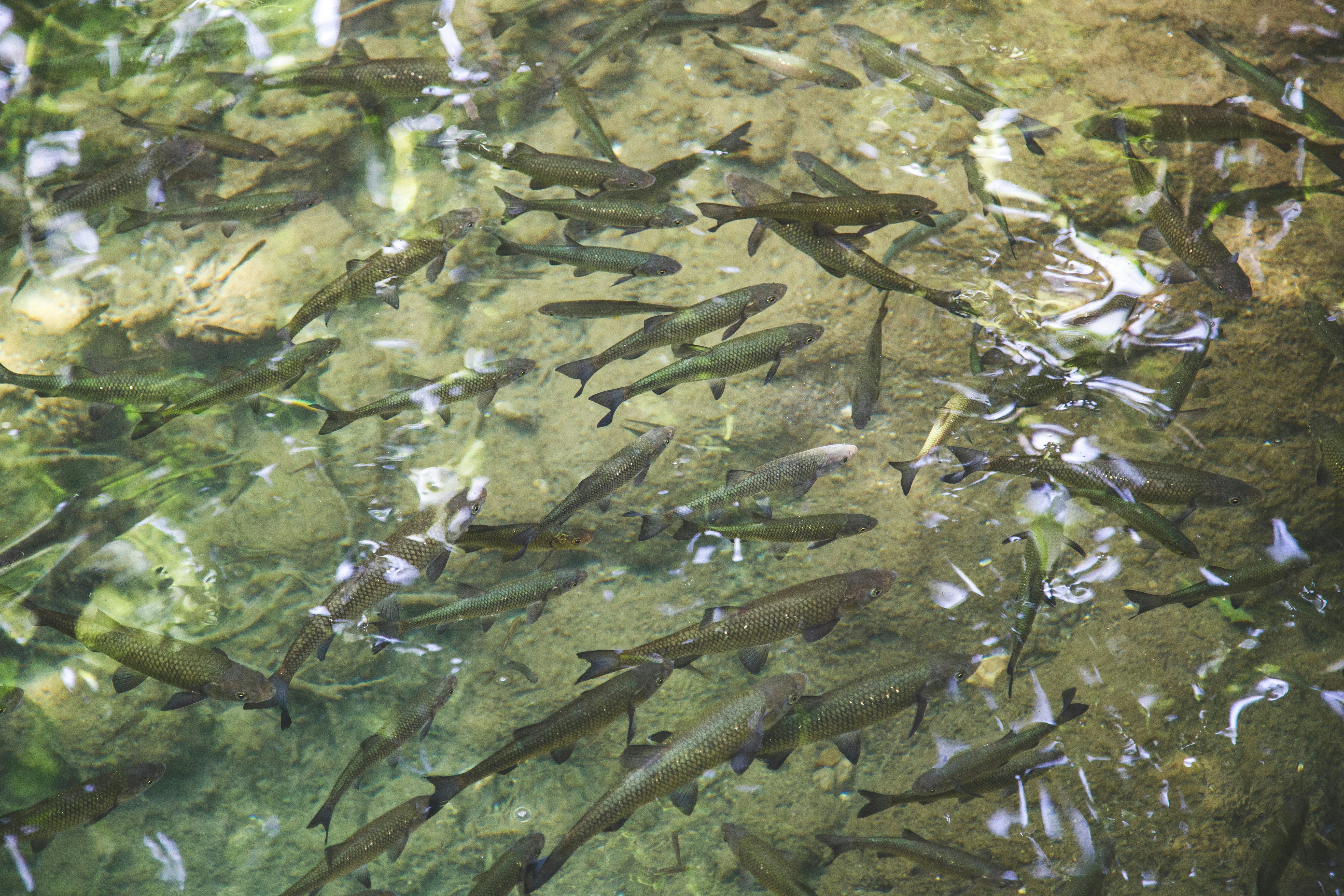 2025 WildFish Research Conference