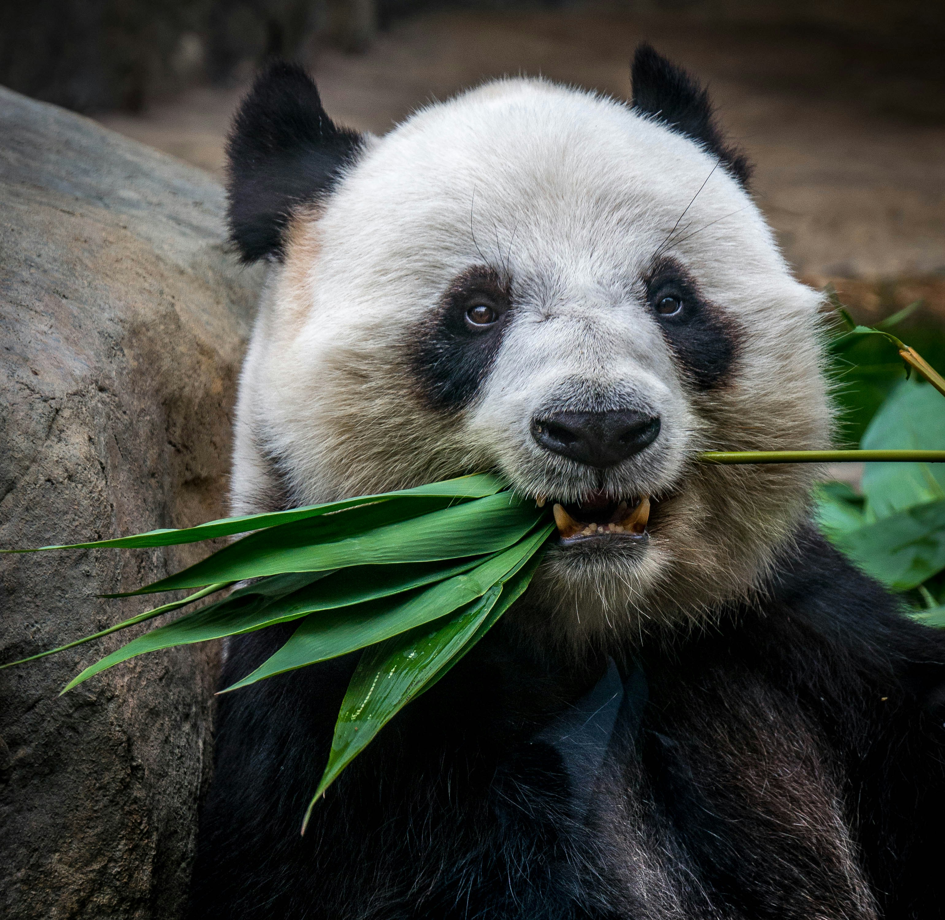 WWF-UK Conservation Project Manager x2