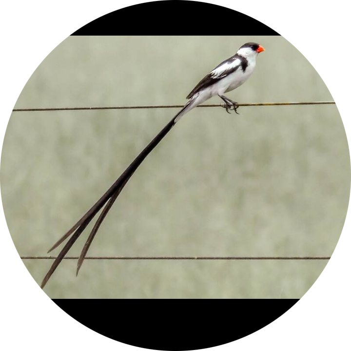 Go to the profile of Zubery Kombo