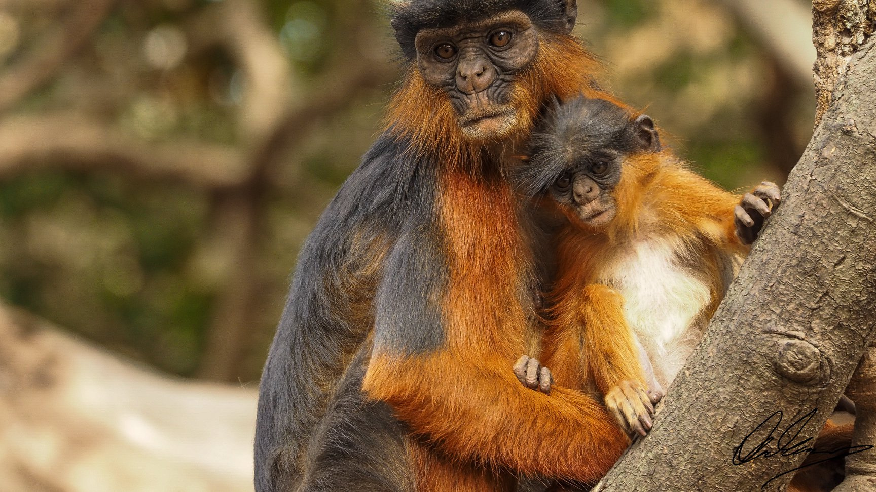 Temminck’s Red Colobus Research Opportunity 