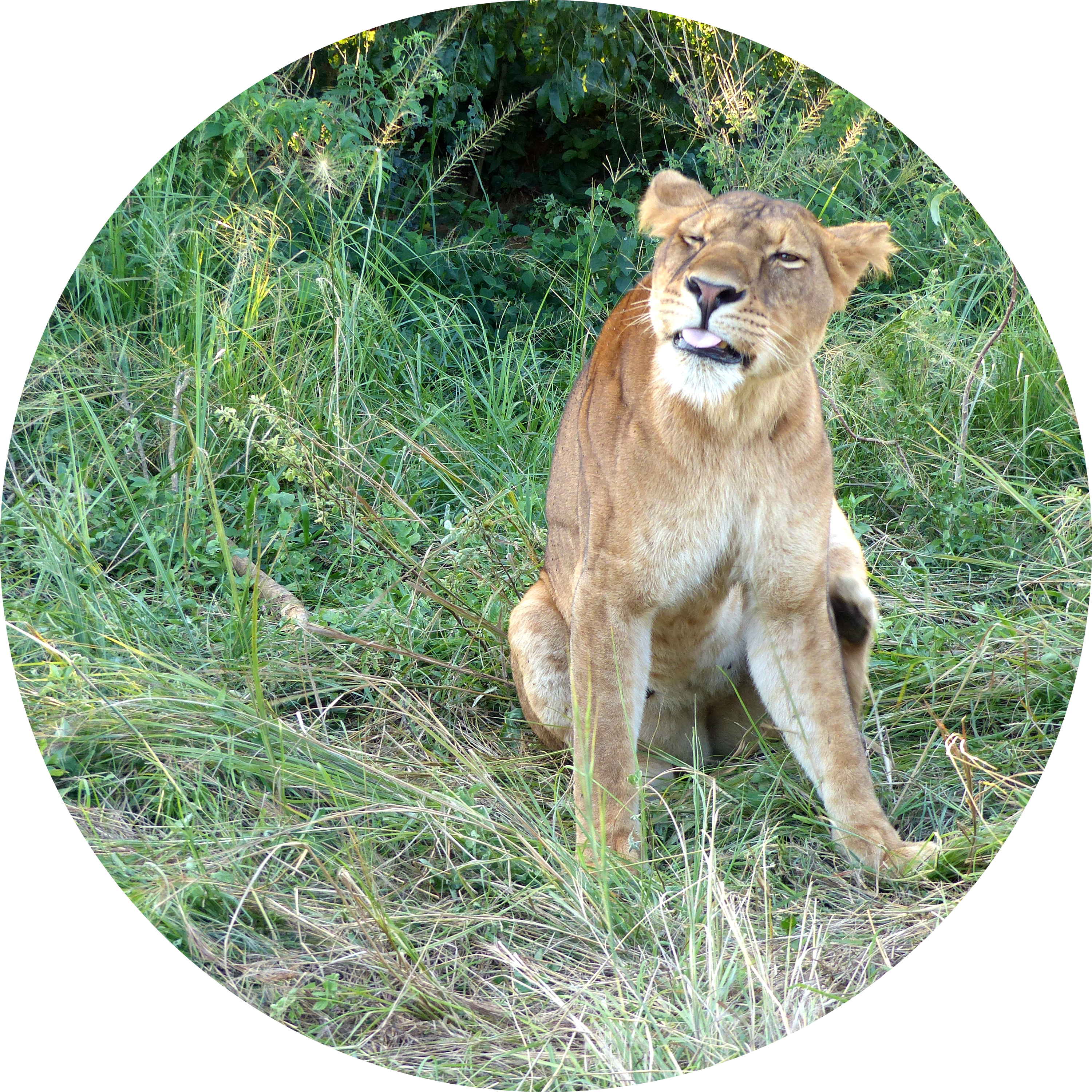 Go to the profile of Lara Semple