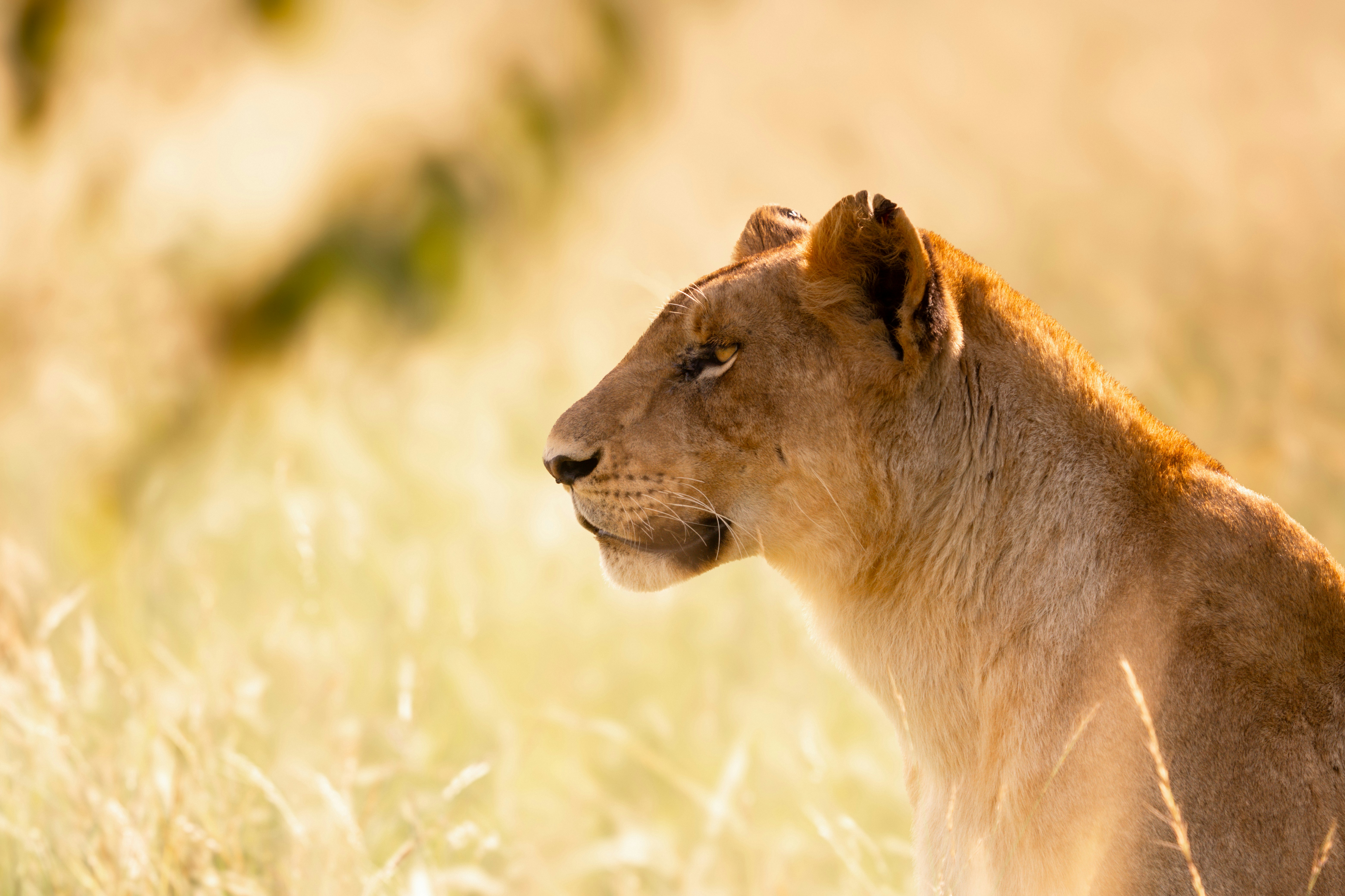 Ecology Masterclass: Designing Projects in the Field – Kenya 2025