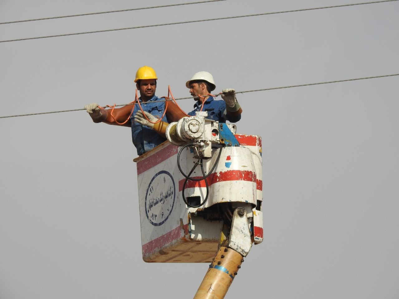 A Victory Against Power Line Collisions: Conserving Asian Houbara in Iran
