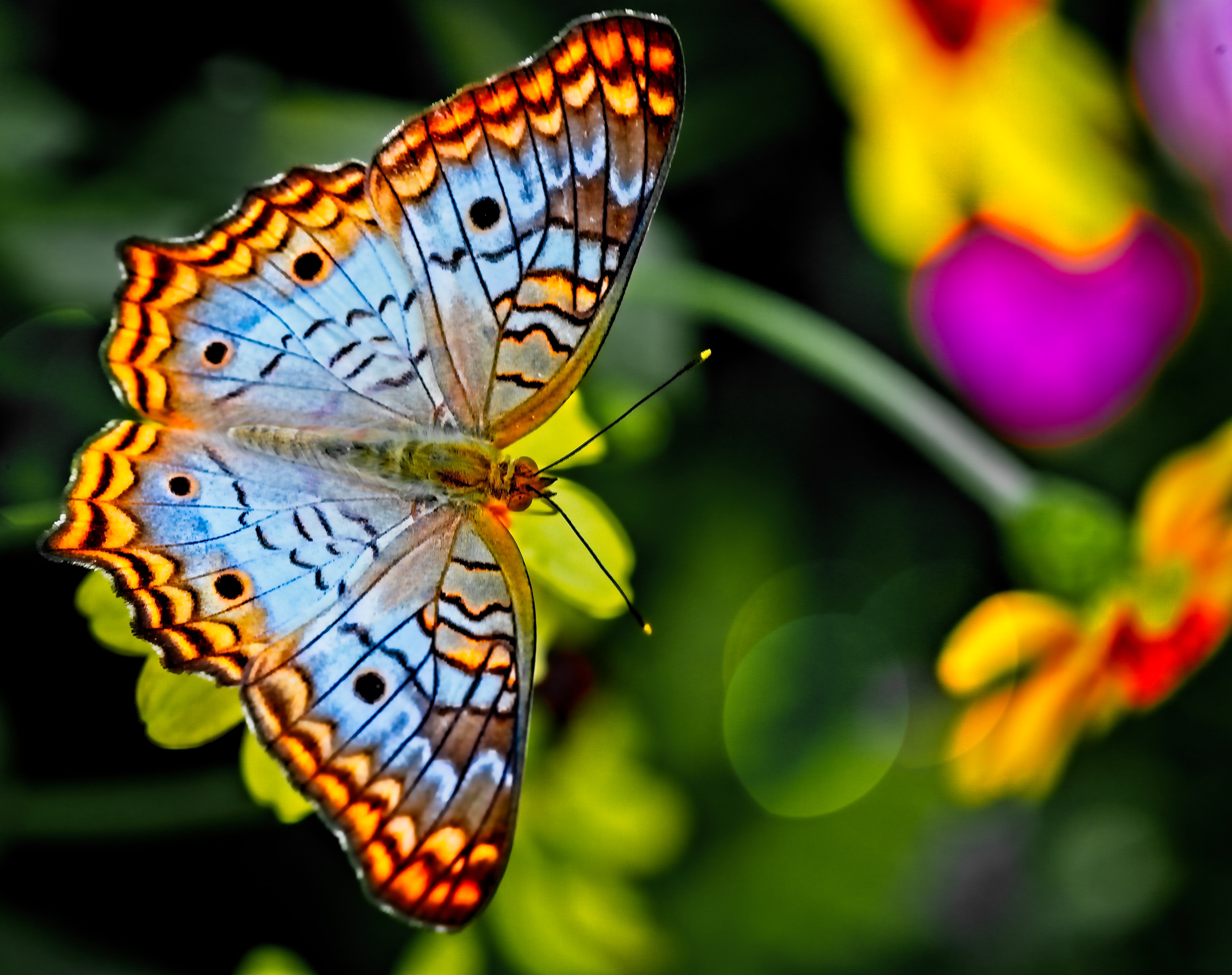 TRAINING: Monitoring and Evaluation for Wildlife Conservation