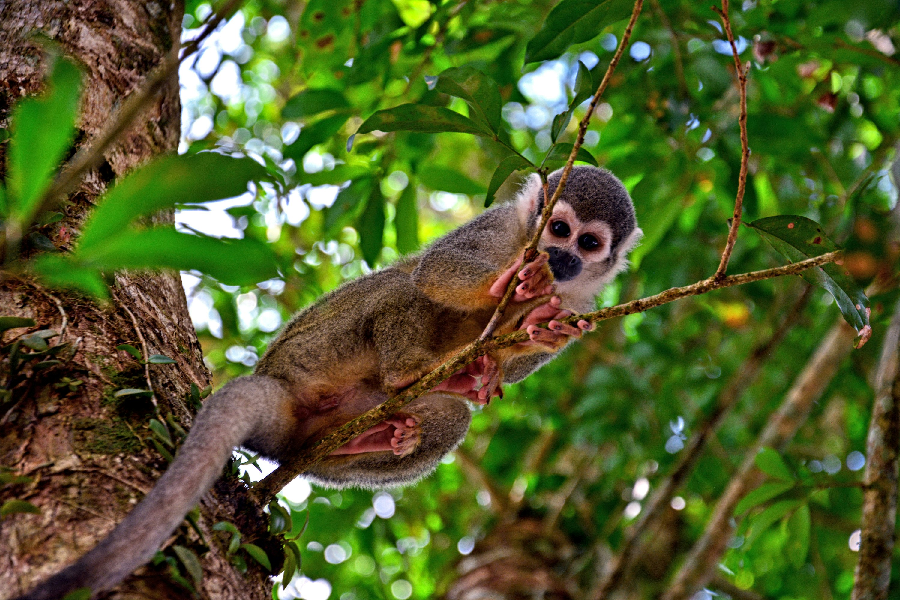 Ask for help: info on wildlife release processes 