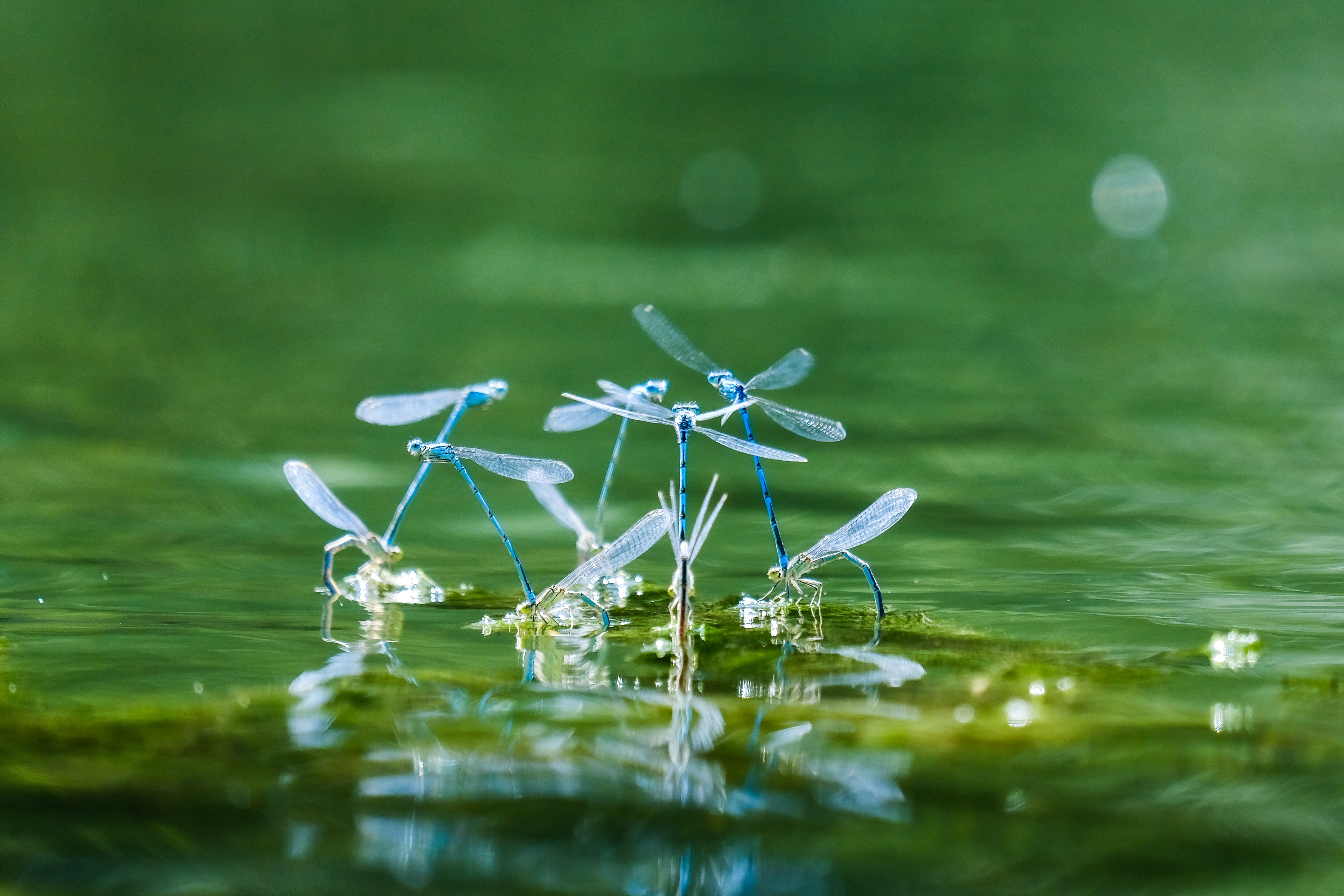 IUCN World Conservation Congress Marseille 2020