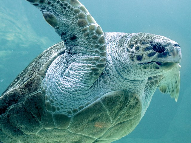 Calling all sea turtle conservationists