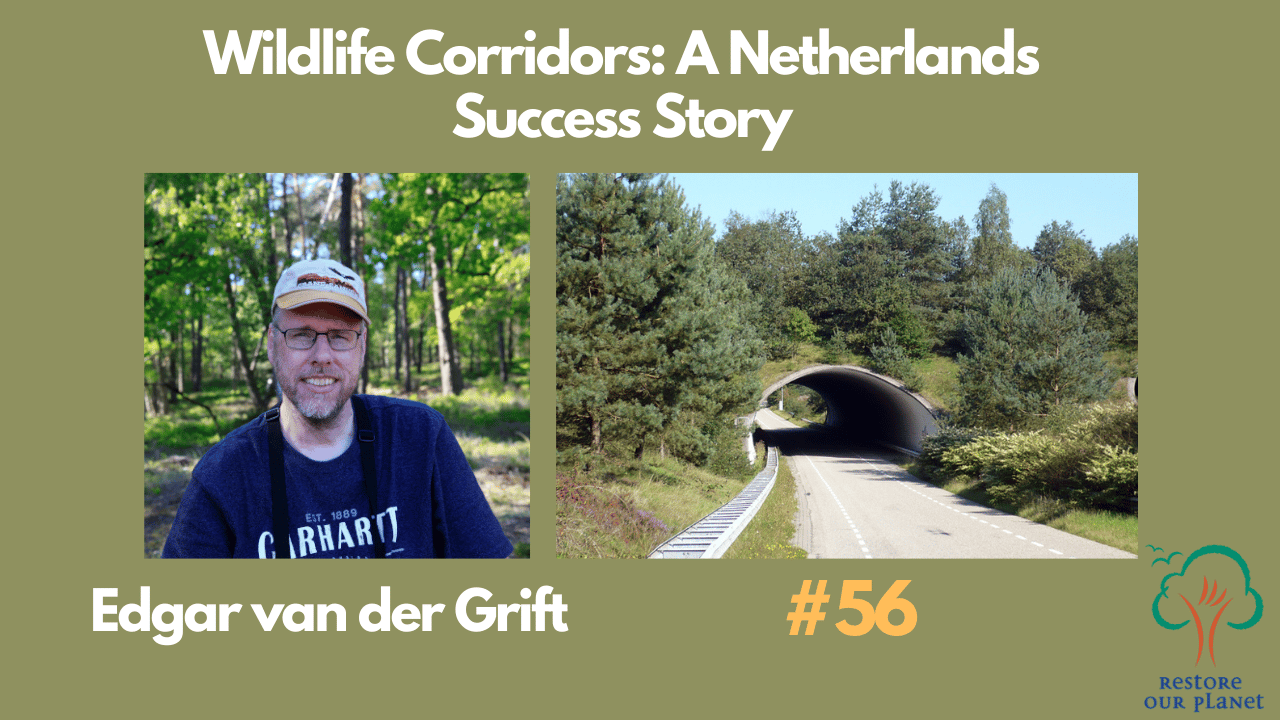  Restore Our Planet Podcast #56 Wildlife Corridors: A Netherlands Success Story 