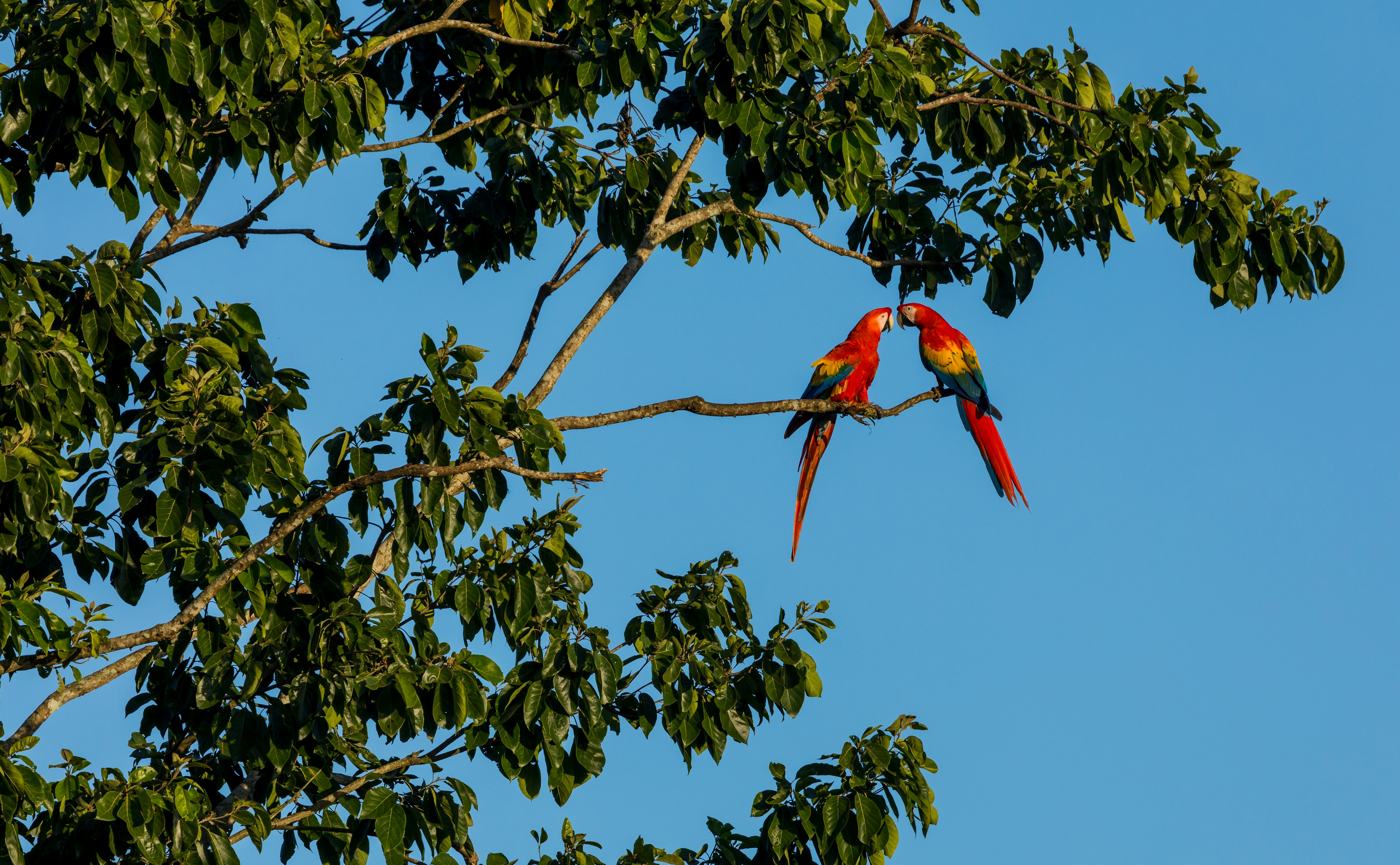 Volunteer with Wild Macaws in the Peruvian Amazon
